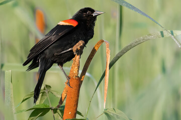 Red wing blackbird on cat tail
