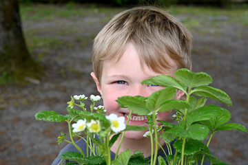 young child hiding behind strawberries to be planted
