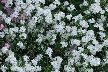 flowers in the garden