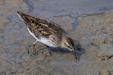 Sandpiper looking for food in mud