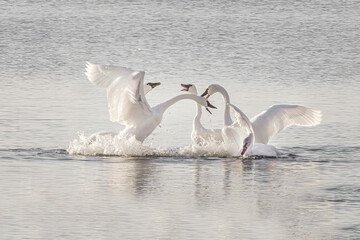 Fototapeta premium Closeup wo wild swans fighting
