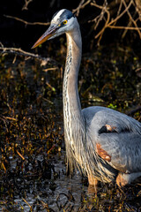 Gull with wings open on beach