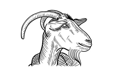 goat vector line art for eid adha