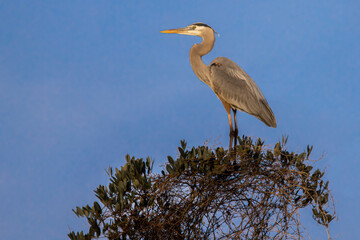 Great Blue Heron on treetop at dusk