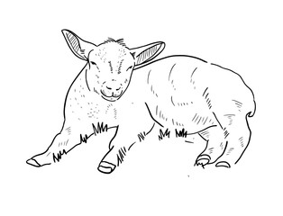 goat vector line art for eid adha