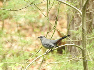 Gray catbird perched on a thin branch in the woodlands of the Michaux State Forest, Fayetteville, Franklin County, Pennsylvania.