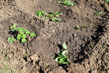 Freshly planted strawberries in several rows.