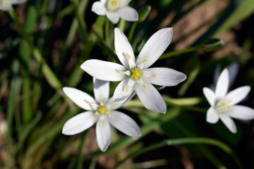 Close-up of a small white flower of ornithogalum umbellatum plant.