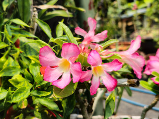 Adenium flower in bhuddist temple.