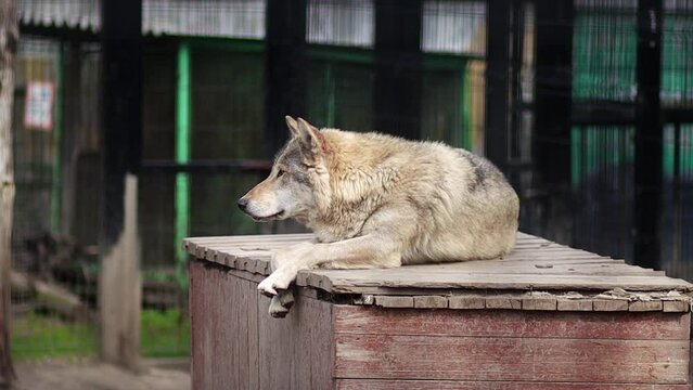 A gray wolf lies on a wooden box in a zoo enclosure.