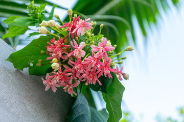 The flowers of rangoon creeper are blooming pink.