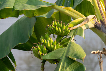 Big group of raw bananas born from a small banana tree. - obrazy, fototapety, plakaty