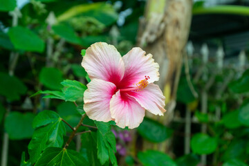 Beautiful large white pink hibiscus flower on a summer evening, found in Bangkok, Thailand.