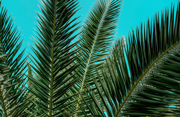 palm tree many branches leaves on blue tropical sky background