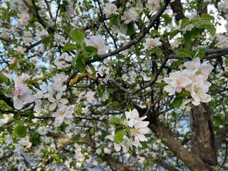 apple tree blossom