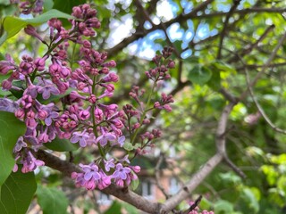 Lilac flowers in spring