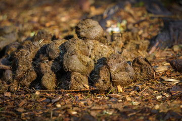 Pile of dung in a forest, close up.