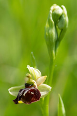 Hybride aus Hummel- und Spinnenragwurz