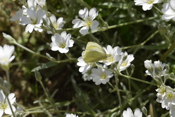 White butterfly 