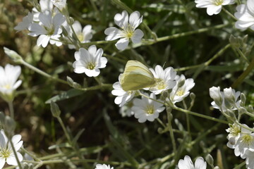 White butterfly "cabbage" among the blooming yaskolka.