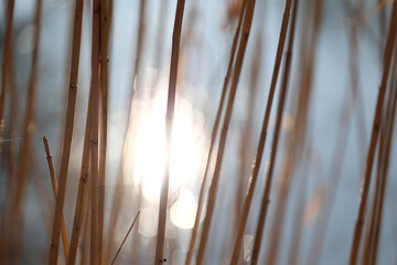 Źdźbła trawy z kroplami rosy w promieniach porannego słońca. Żółte nad wodą.  - obrazy, fototapety, plakaty