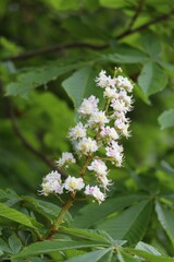 Kastanien Blüte am Baum
