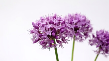 Purple allium flower on white background,  luxury floral background, card. Generative AI.