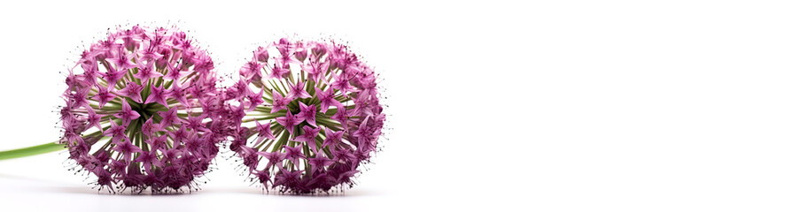 Purple allium flower on white background,  luxury floral background, card. Generative AI.