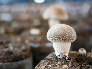 Organic oyster mushrooms growing on a mushrooms farm at Thailand, Oyster mushrooms cultivation at farm,Mushroom cultivation, growing in farm.mushroom cultivation in plastic bags, Straw Mushroom farm.