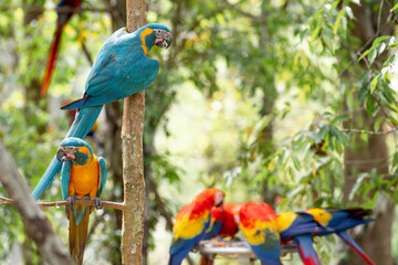 blue and yellow macaw