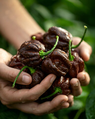 Chocolate habanero peppers in hands of woman in drops of water. Freshly harvested hot Mexican...