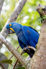 blue and yellow macaw