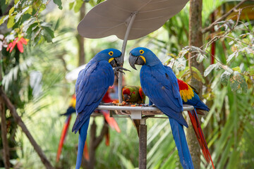 blue and yellow macaw