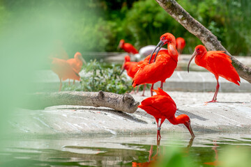 flamingo in the water