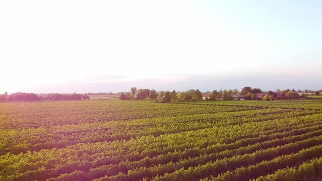 Italian vineyards, grape field, vine on a plantation. Video flight between rows of vineyards at sunset in Italy.Emilia-Romagna, Bolognese hills, wine culture production. 