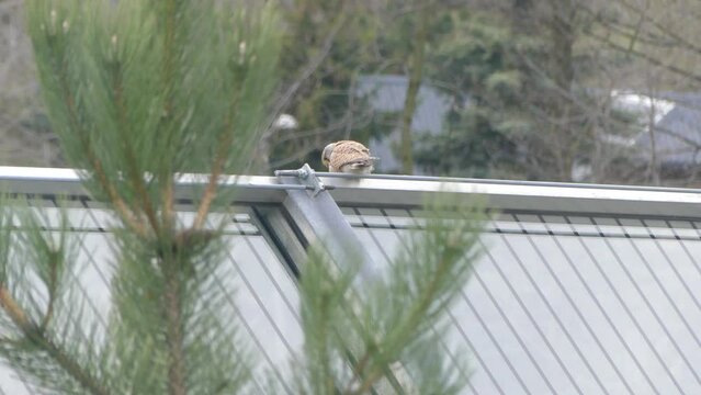 Bird European honey buzzard, Pernis apivorus sits on edge of transparent wall of noise barriers over busy road next to pine tree. Bird of prey Common pern looks down on windy spring weather.