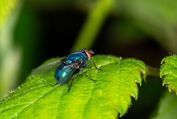 The common greenbottle, Lucilia Caesar. At rest on a leaf, side view