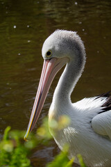 An Australian Pelican water bird with a pink beak