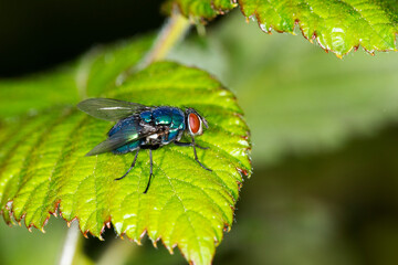 The common greenbottle, Lucilia Caesar. At rest on a leaf, side view