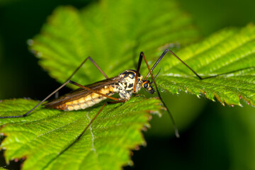 A cranefly, Nephrotoma quadrifaria, early example on a leaf in Spring.