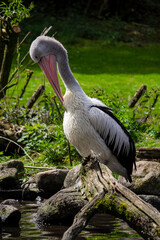 An Australian Pelican water bird with a pink beak