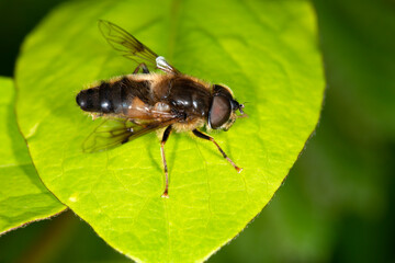 The tapered drone fly, Eristalis pertinax, at rest on a leaf in Spring