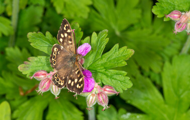 A speckled wood butterfly (Pararge aegeria) basking in the sunshine on a geranium flower in Spring.