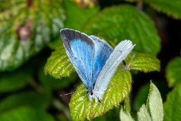 The Holly Blue butterfly (Celastrina argiolus), wings slightly apart, resting on bramble leaves.  Side three quarter view.