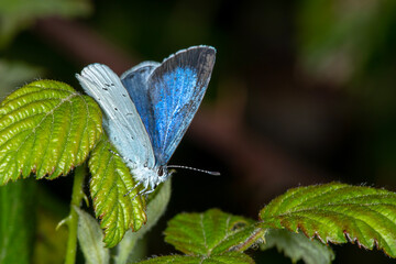 The Holly Blue butterfly (Celastrina argiolus), wings slightly apart, resting on bramble leaves.  Side three quarter view.