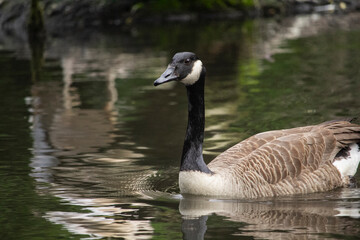 The Canada goose, sometimes called Canadian goose. Branta canadensis