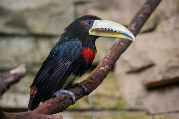 The ivory-billed aracar,red-necked aracari, Pteroglossus azara.
