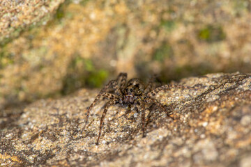 The common wolf spider (Pardosa SPP).  Extreme close up face on, showing many eyes.