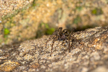 The common wolf spider (Pardosa SPP).  Extreme close up face on, showing many eyes.