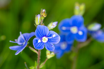 Germander Speedwell (Veronica chamaedrys) extreme close up.  Wild blue flower